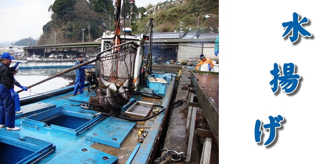 水揚げ