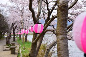 離れ湖の桜