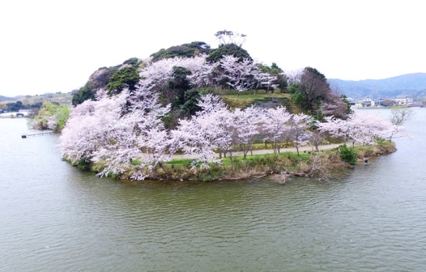 離れ湖の桜