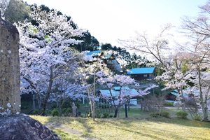 一字観公園の桜
