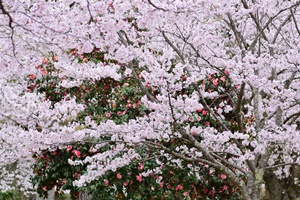 板列公園の桜