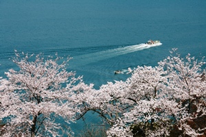匂崎公園の桜