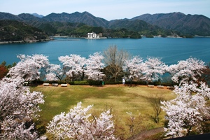 匂崎公園の桜