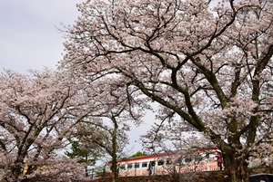 野田川親水公園の桜