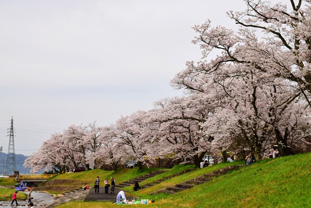 野田川親水公園の桜