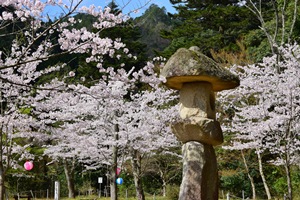 滝上公園の桜