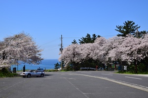 経ヶ岬バス停の桜