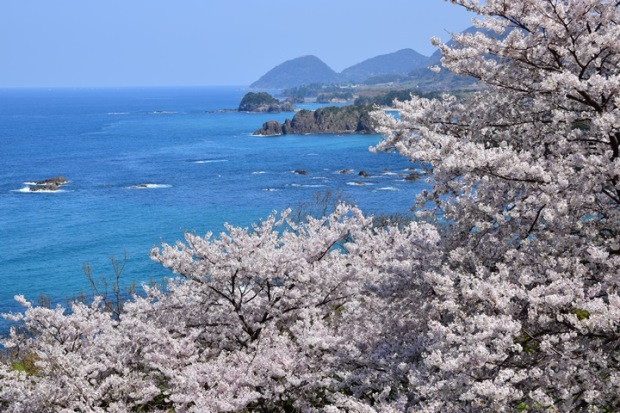 丹後松島の桜