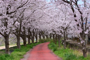 弥栄の桜並木