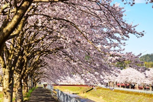 与保呂川の桜