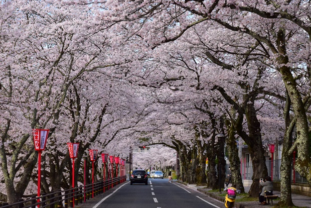 舞鶴医療センター前の桜のトンネル