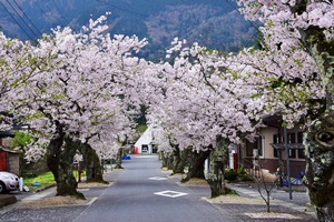 由良駅前の桜並木